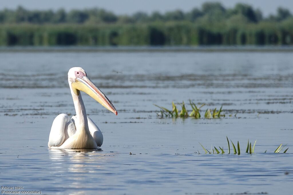 Great White Pelican