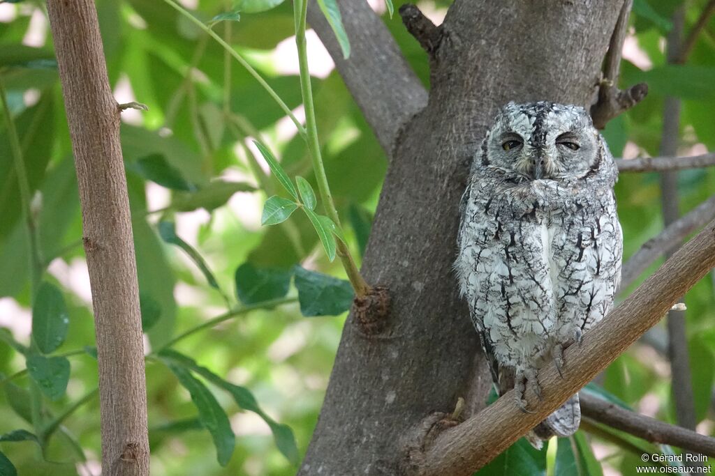 African Scops Owl