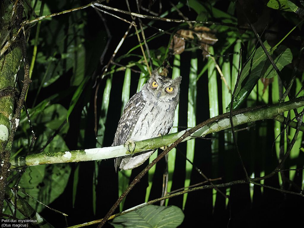 Moluccan Scops Owl