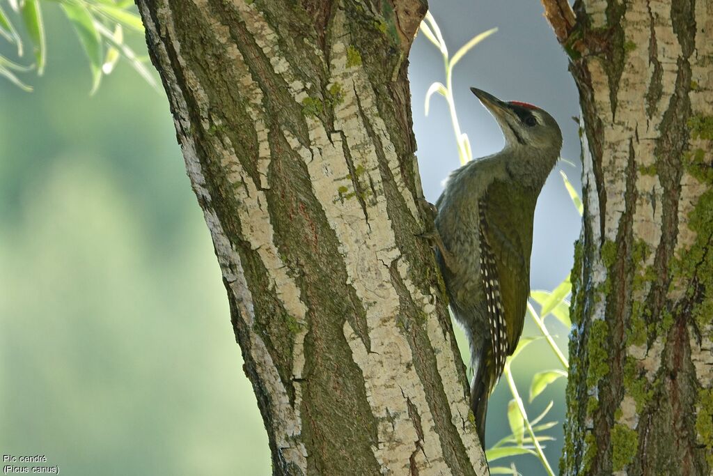 Grey-headed Woodpecker male adult