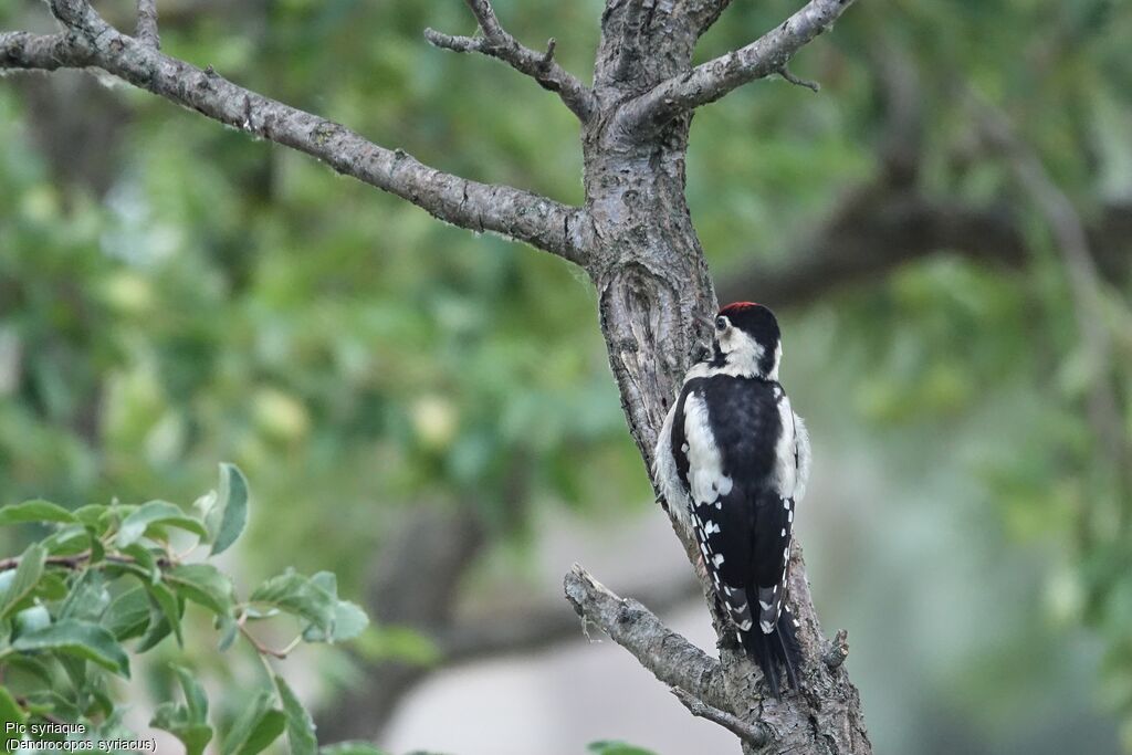 Syrian Woodpeckerjuvenile