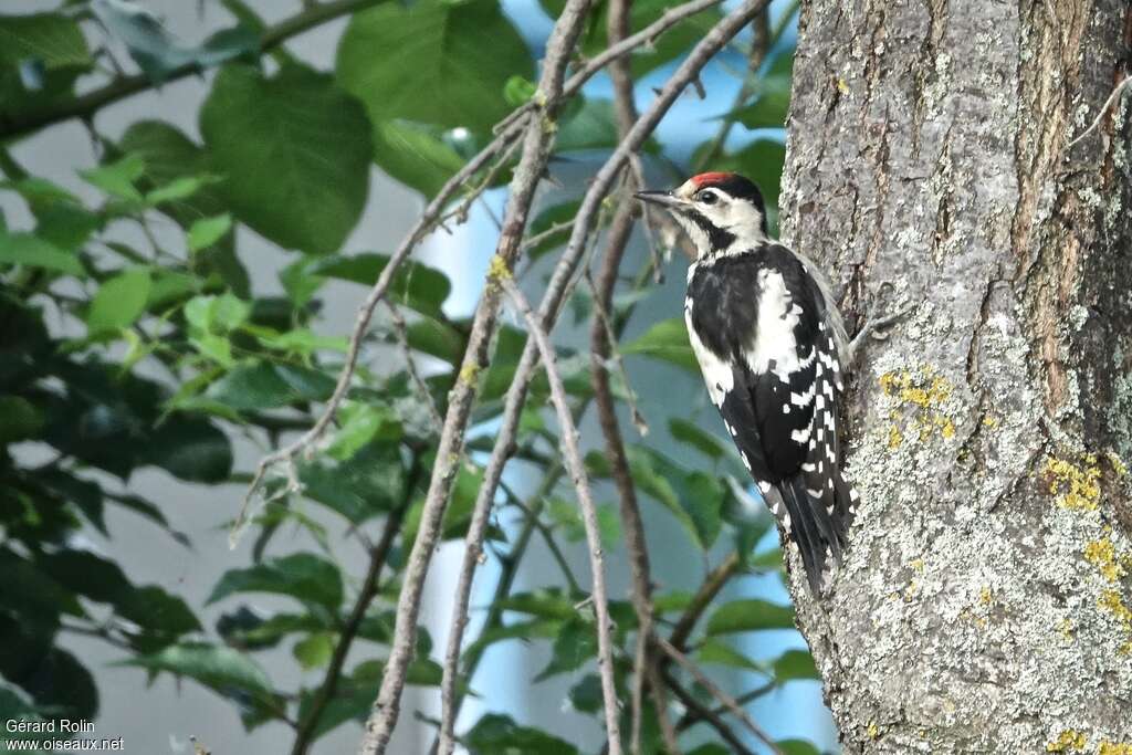 Syrian Woodpeckerjuvenile, habitat, pigmentation