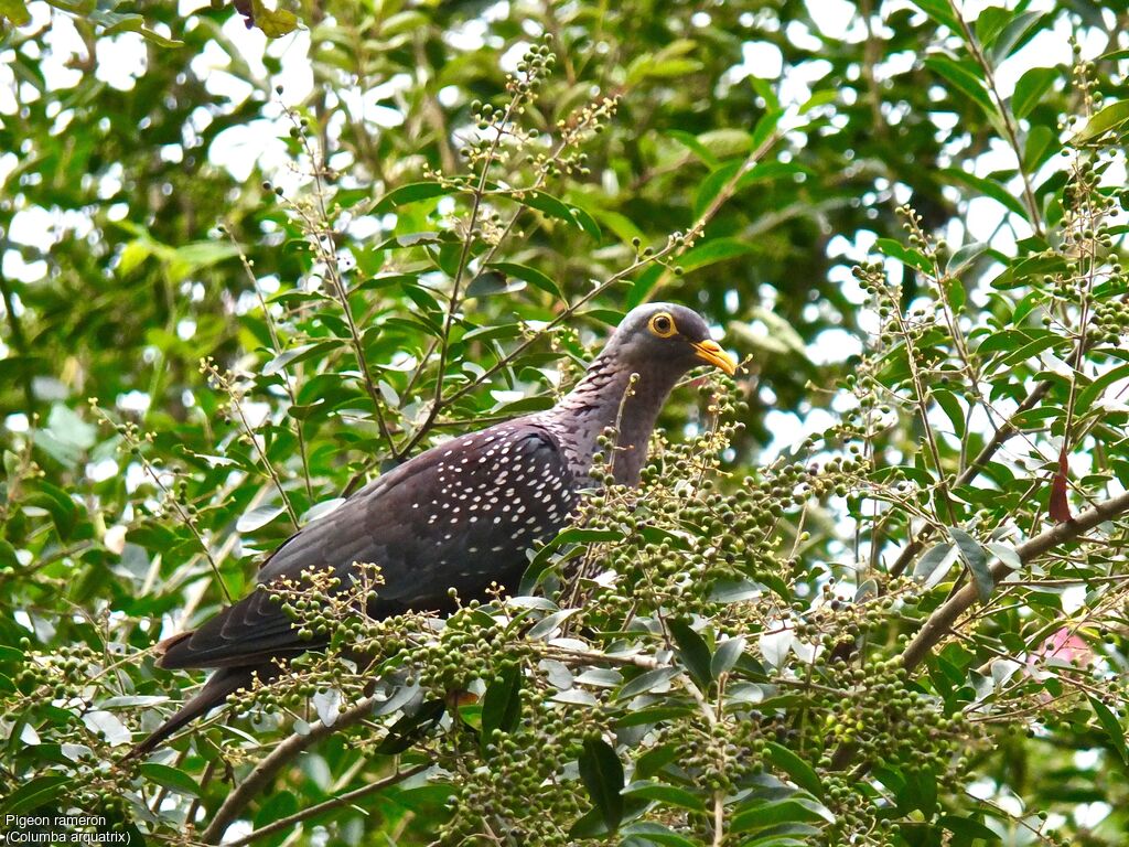 Pigeon rameron