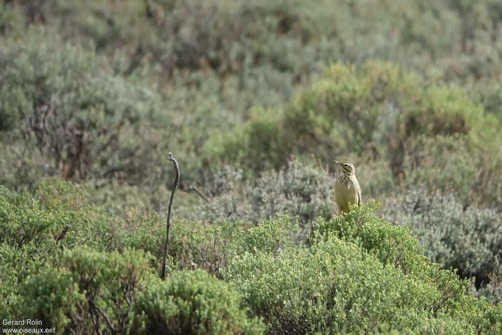 Pipit alticoleadulte, habitat