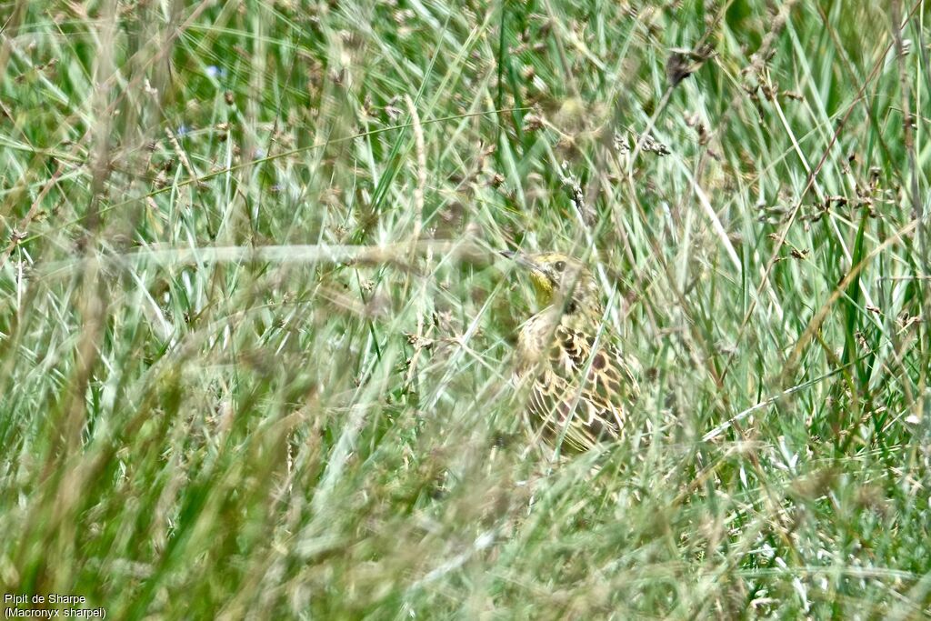 Pipit de Sharpe