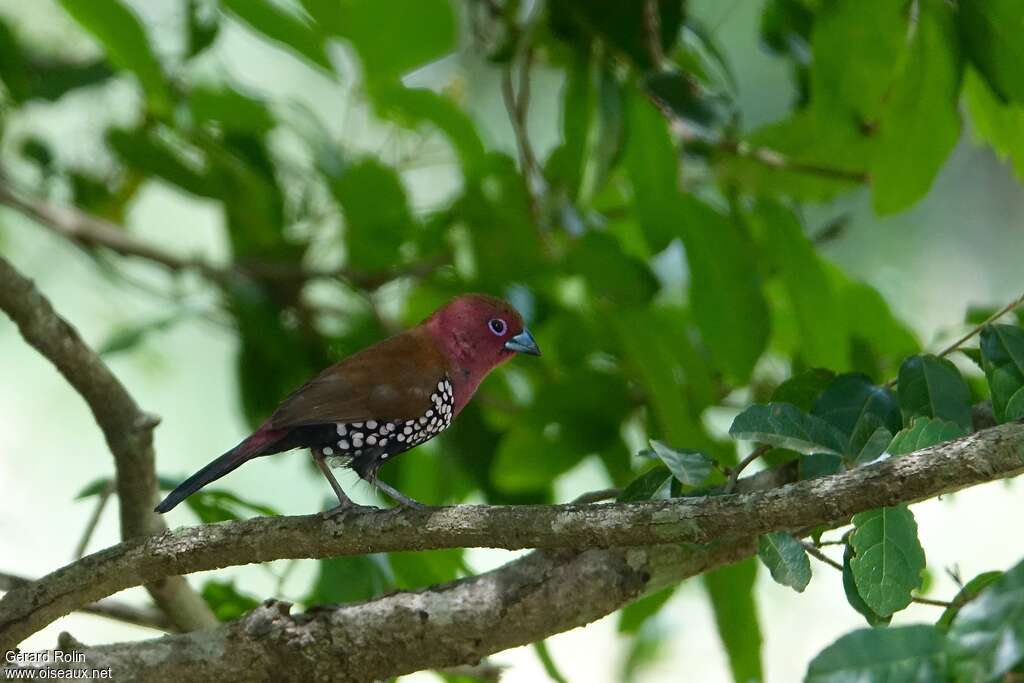 Sénégali de Verreaux mâle adulte, identification