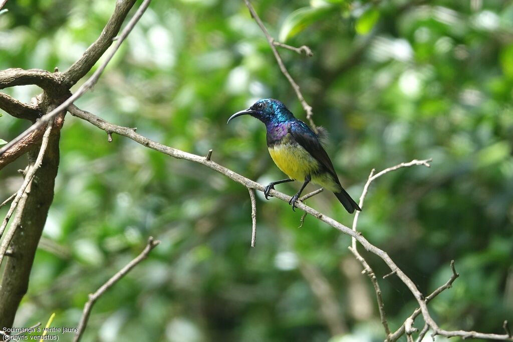 Variable Sunbird male adult