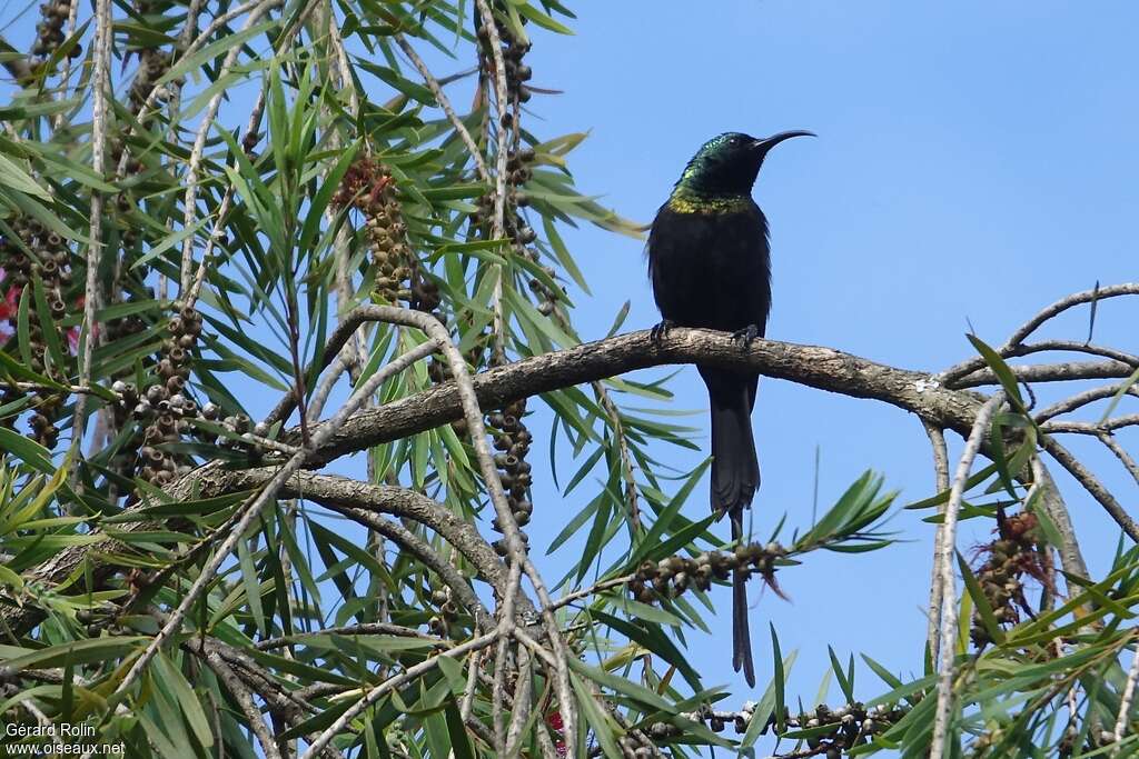 Bronze Sunbird male adult, habitat