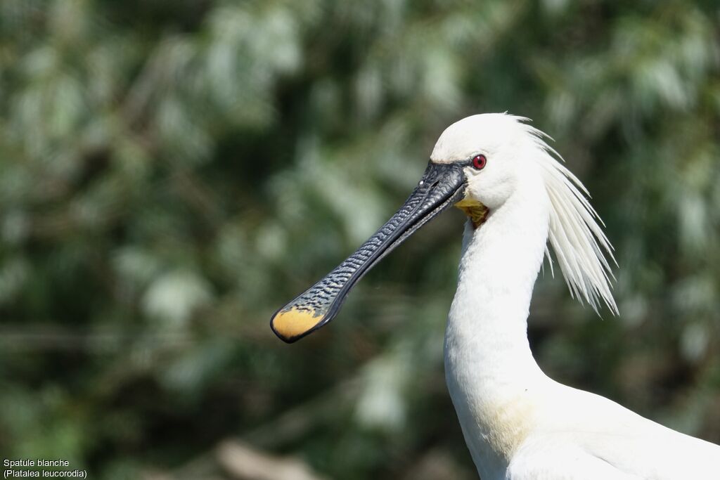 Eurasian Spoonbill