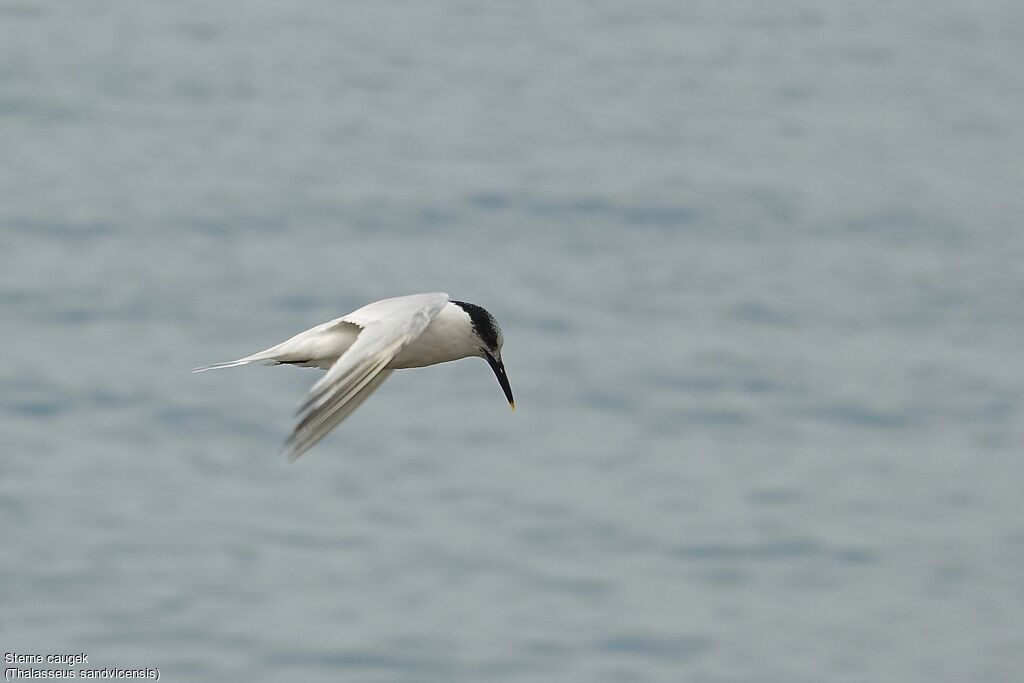 Sandwich Tern