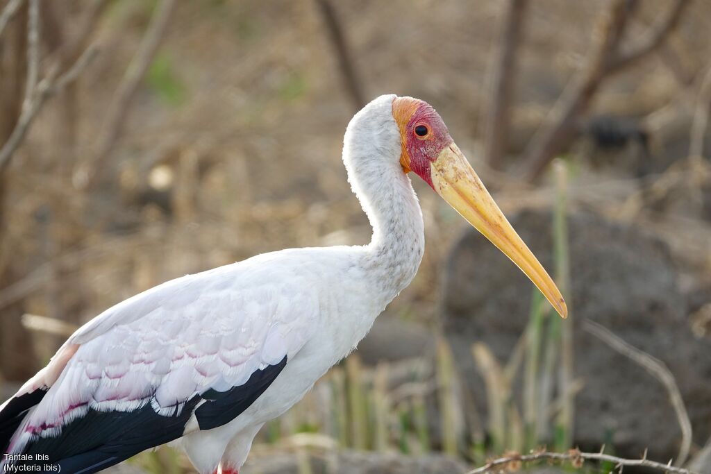 Tantale ibis