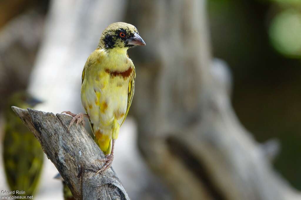 Tisserin à dos d'or mâle immature, identification
