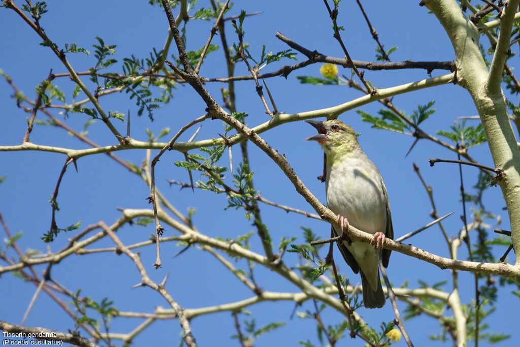 Village Weaver female adult