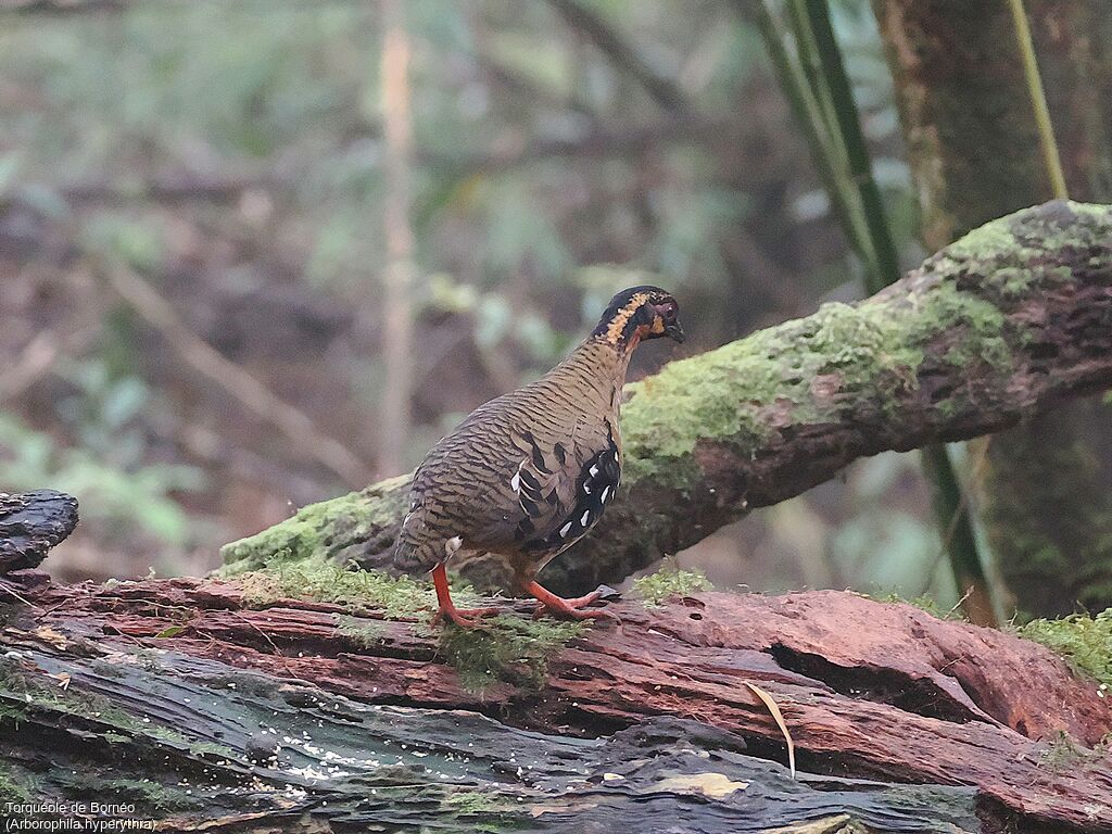 Red-breasted Partridge