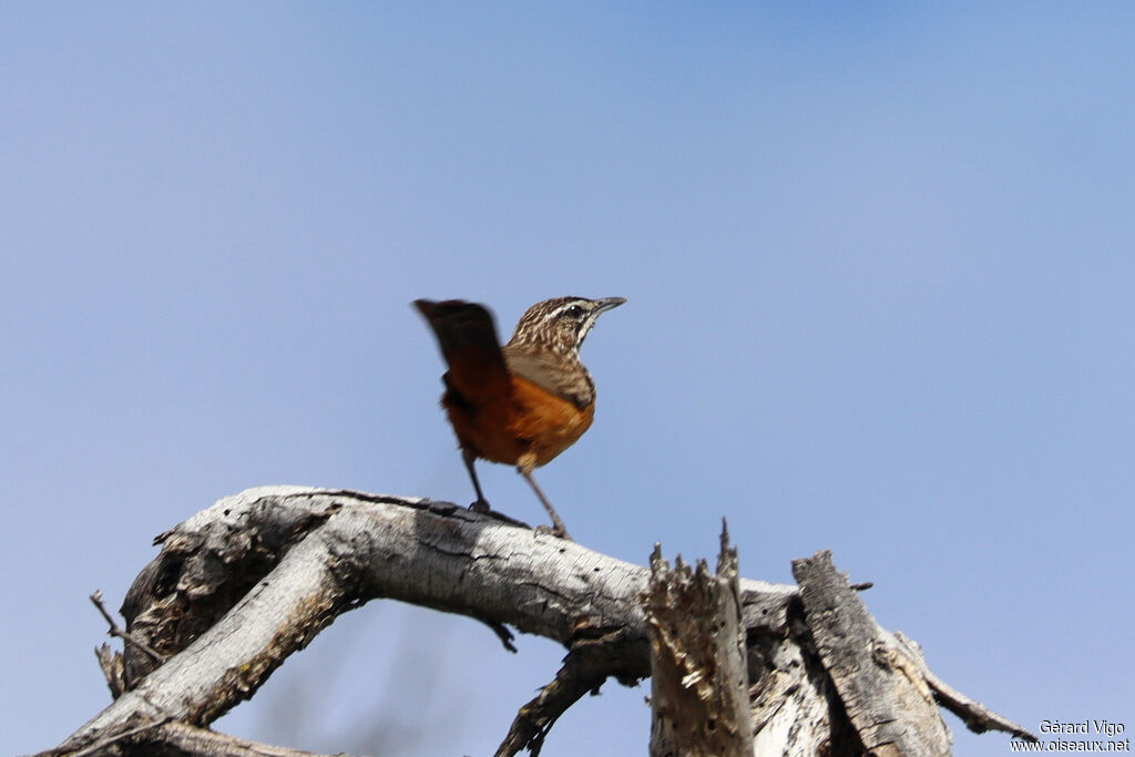 Achétopse à flancs rouxadulte