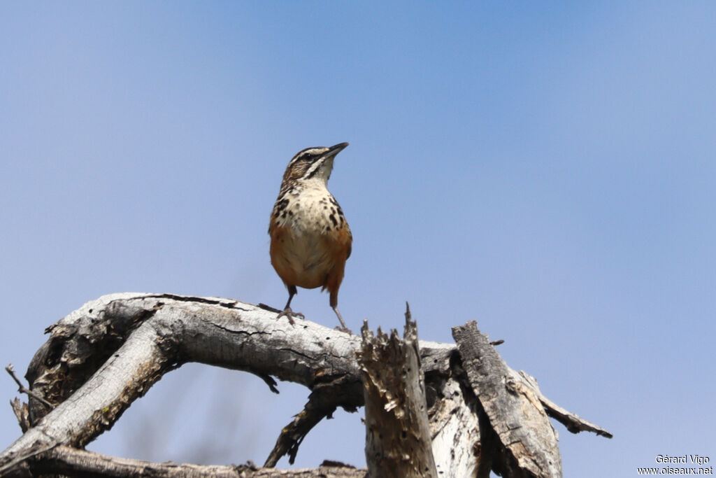 Achétopse à flancs roux