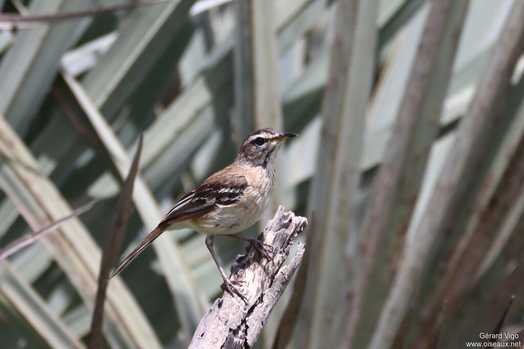 Agrobate à dos rouxadulte