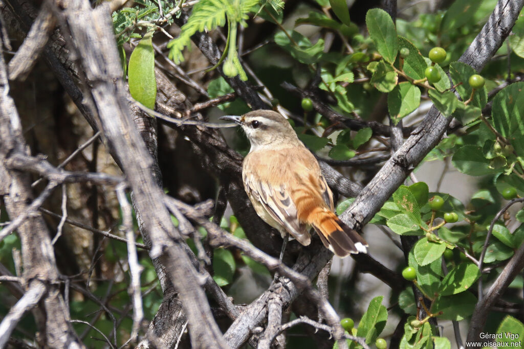 Agrobate du Kalahariadulte