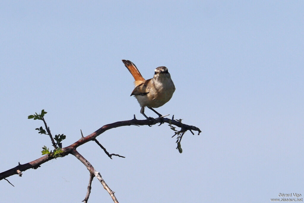 Agrobate du Kalahariadulte