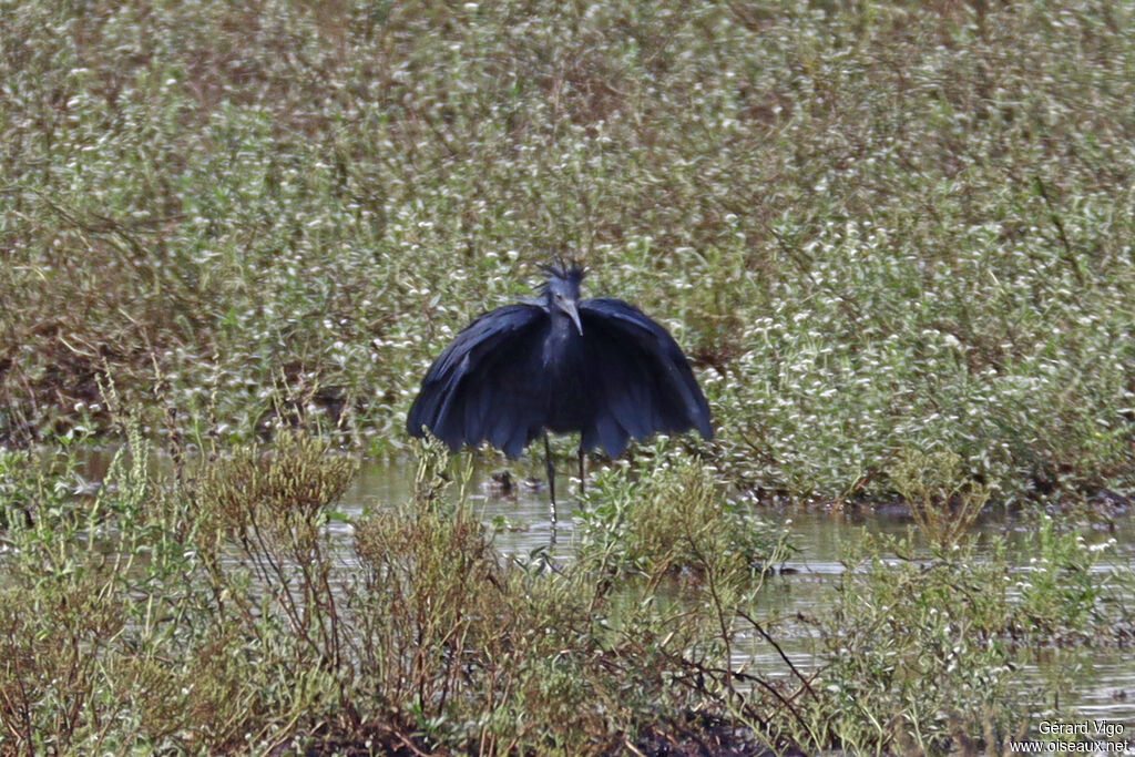 Aigrette ardoisée