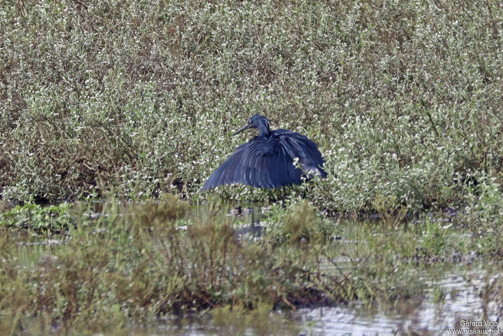 Aigrette ardoisée