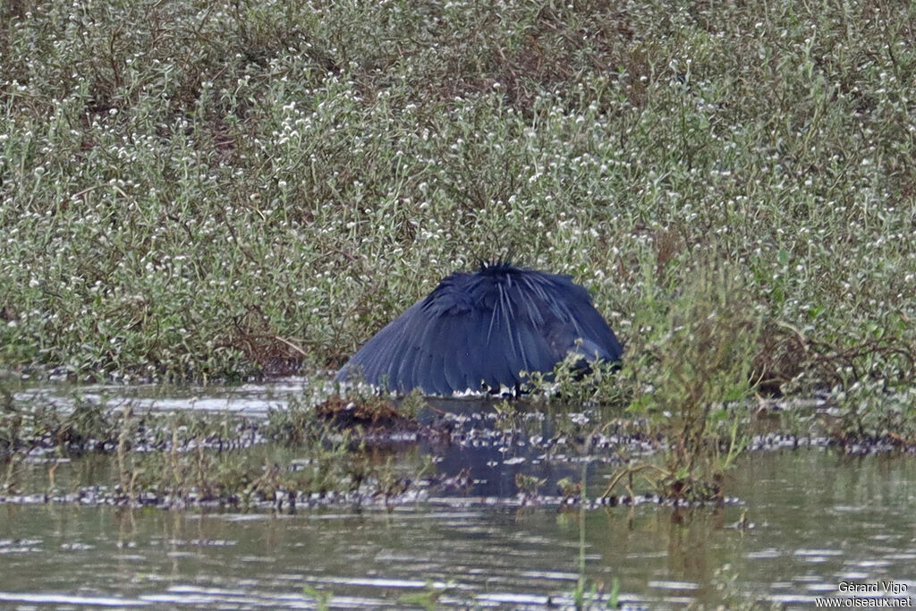 Aigrette ardoiséeadulte