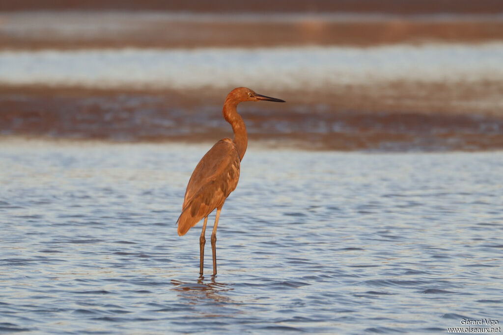 Aigrette roussâtre