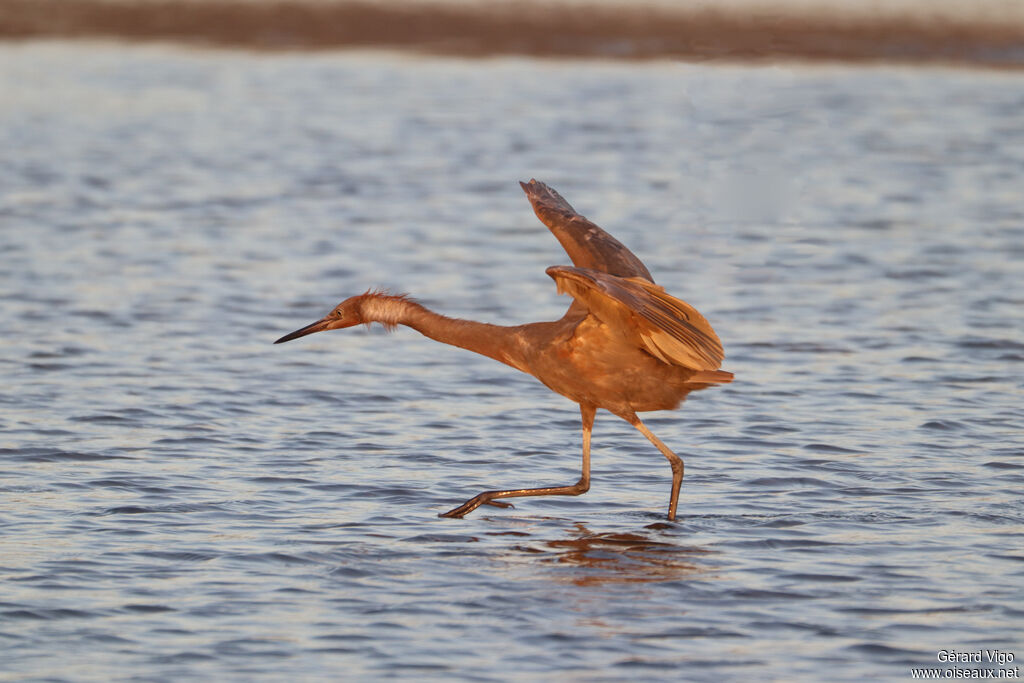 Aigrette roussâtre
