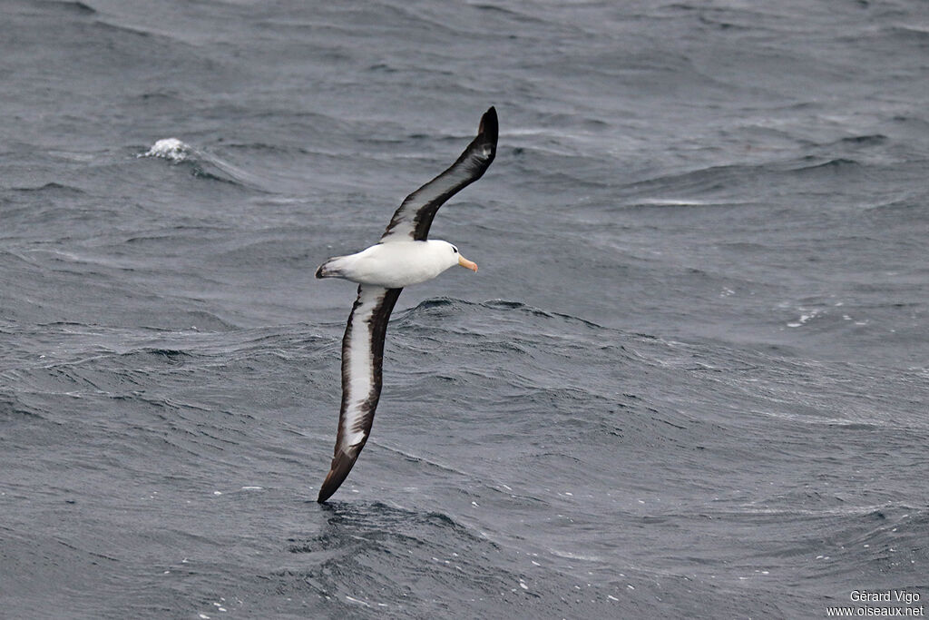 Black-browed Albatrossadult, Flight