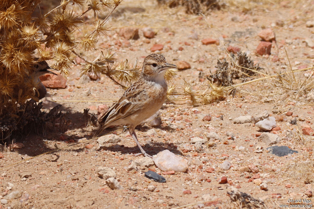 Alouette éperonnéeadulte