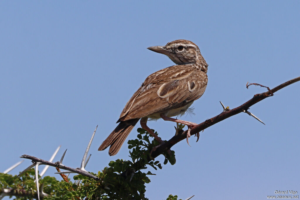 Alouette sabotaadulte