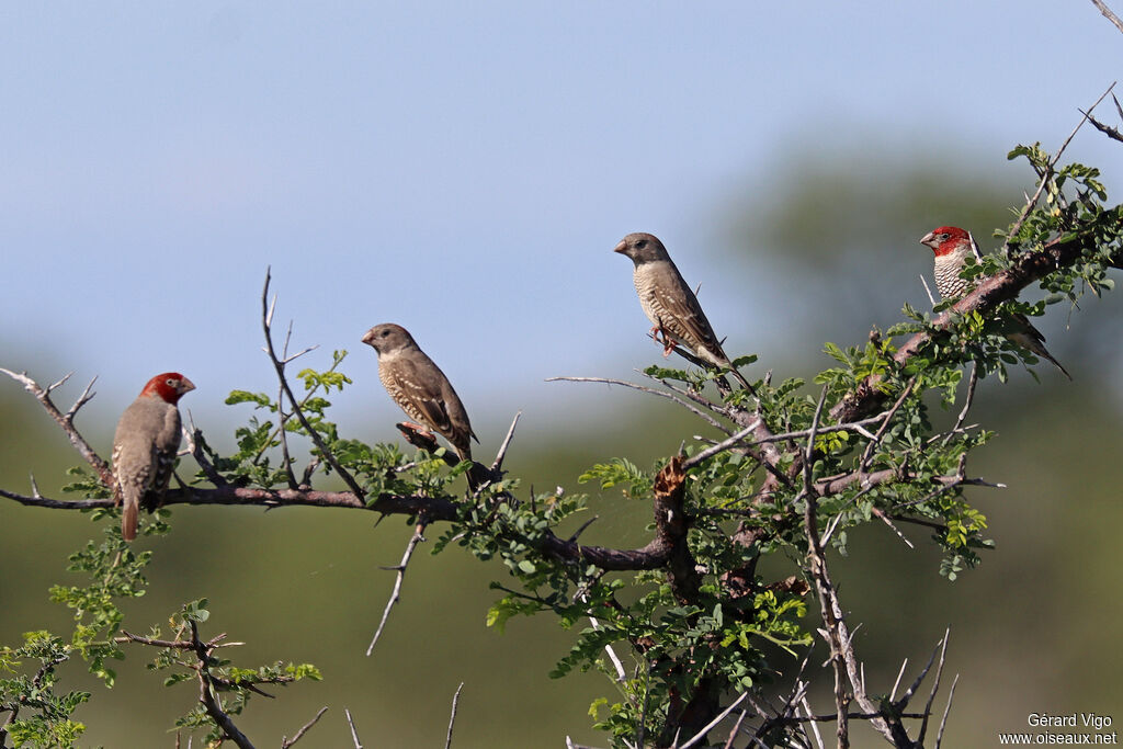 Amadine à tête rougeadulte