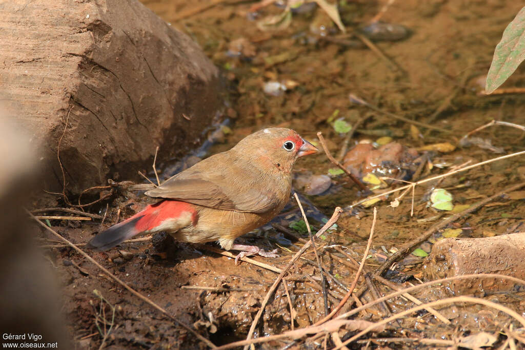 Red-billed Firefinch female adult, drinks