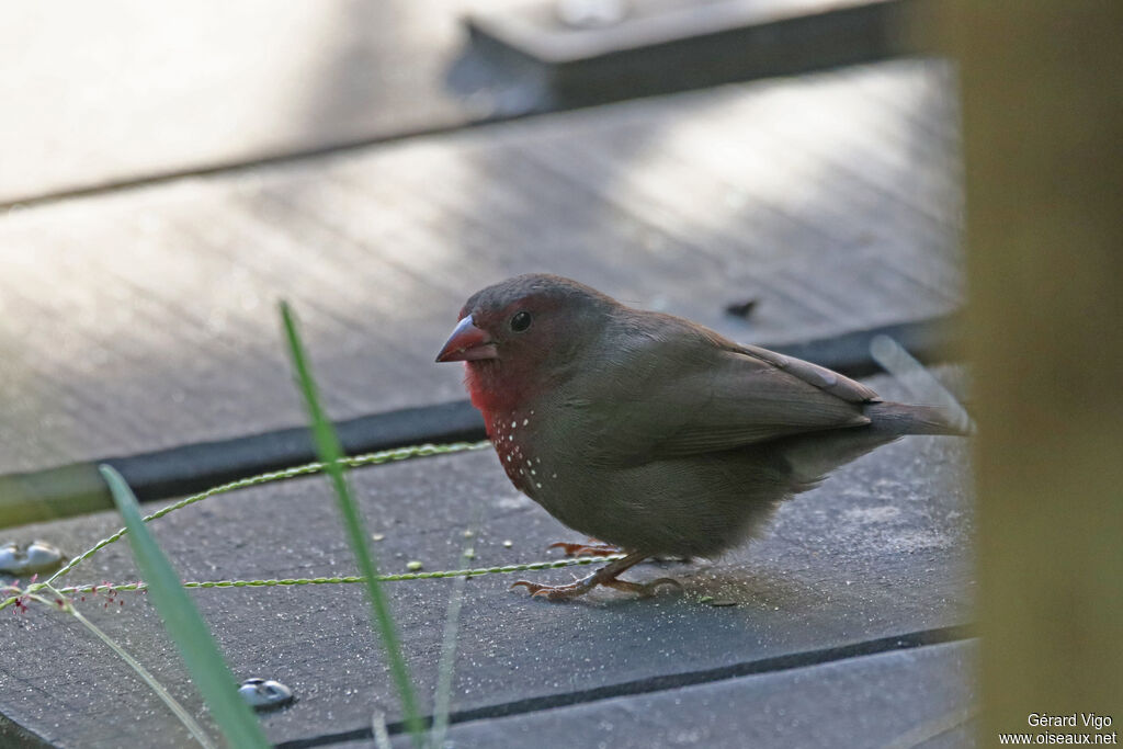 Amarante nitiduleadulte