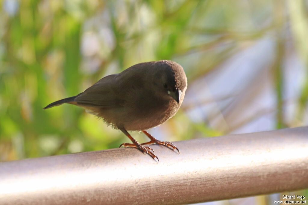 Amarante nitiduleimmature