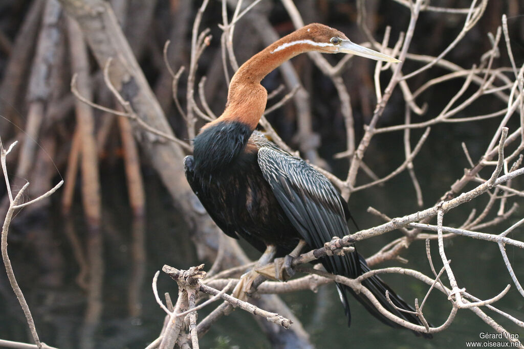 African Darteradult