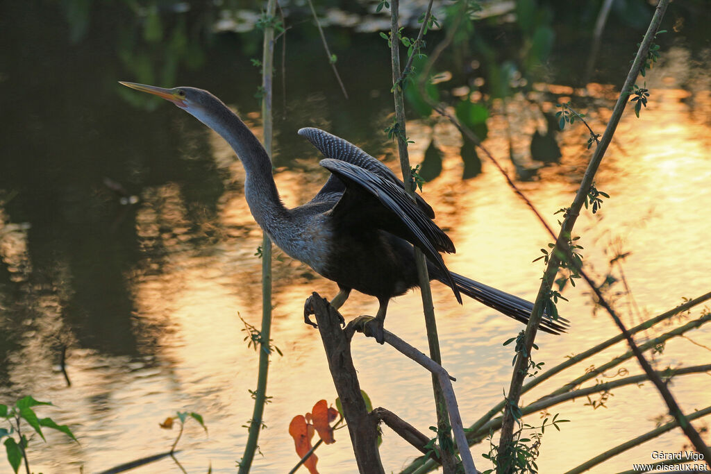 Anhinga female adult