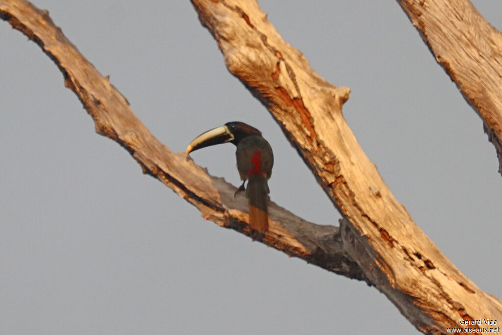 Black-necked Aracariadult