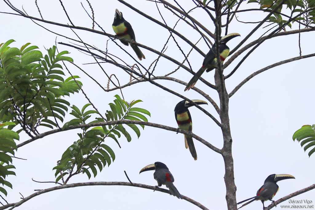 Black-necked Aracariadult