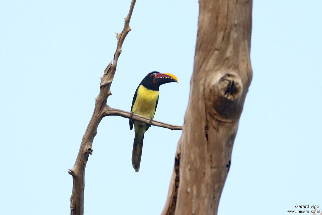 Green Aracariadult