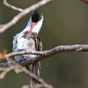 Ariane à front vert