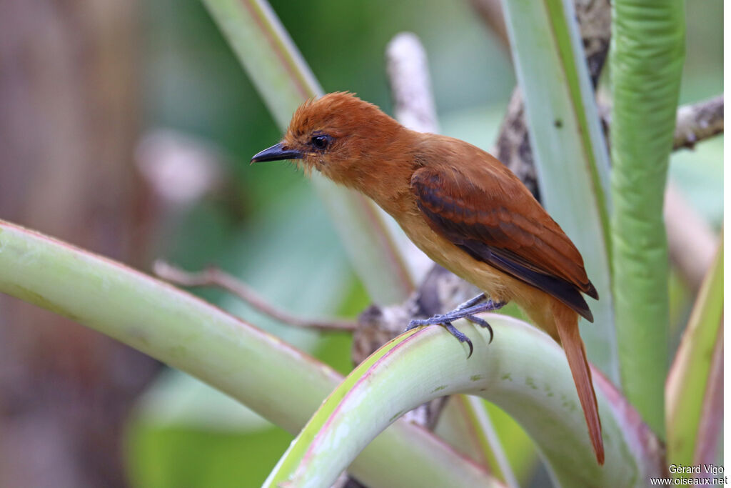 Cinnamon Attilaadult