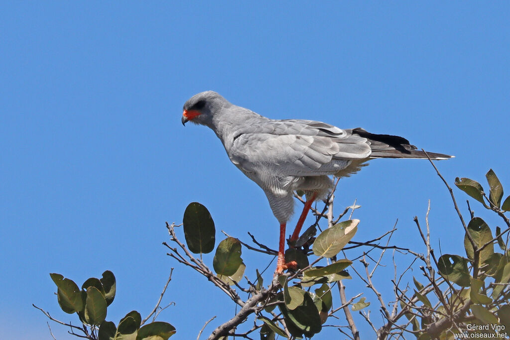 Autour chanteuradulte