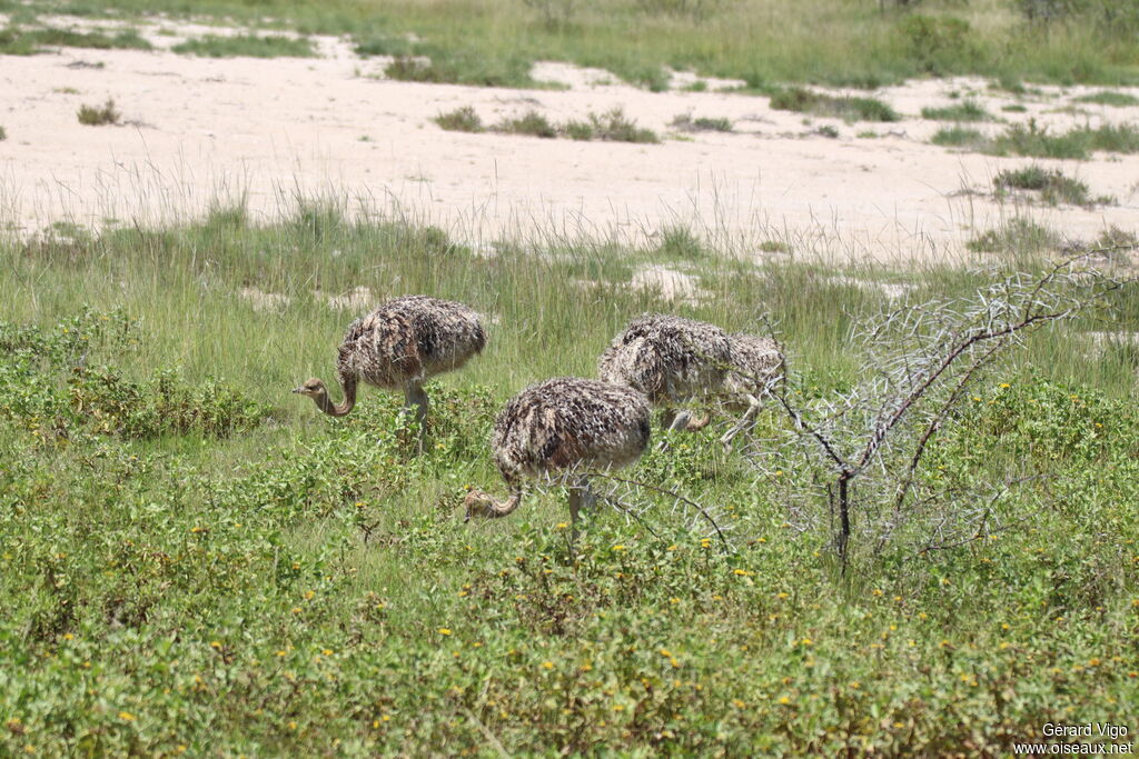 Autruche d'AfriquePoussin