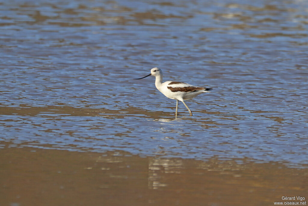 Avocette d'Amérique femelle adulte