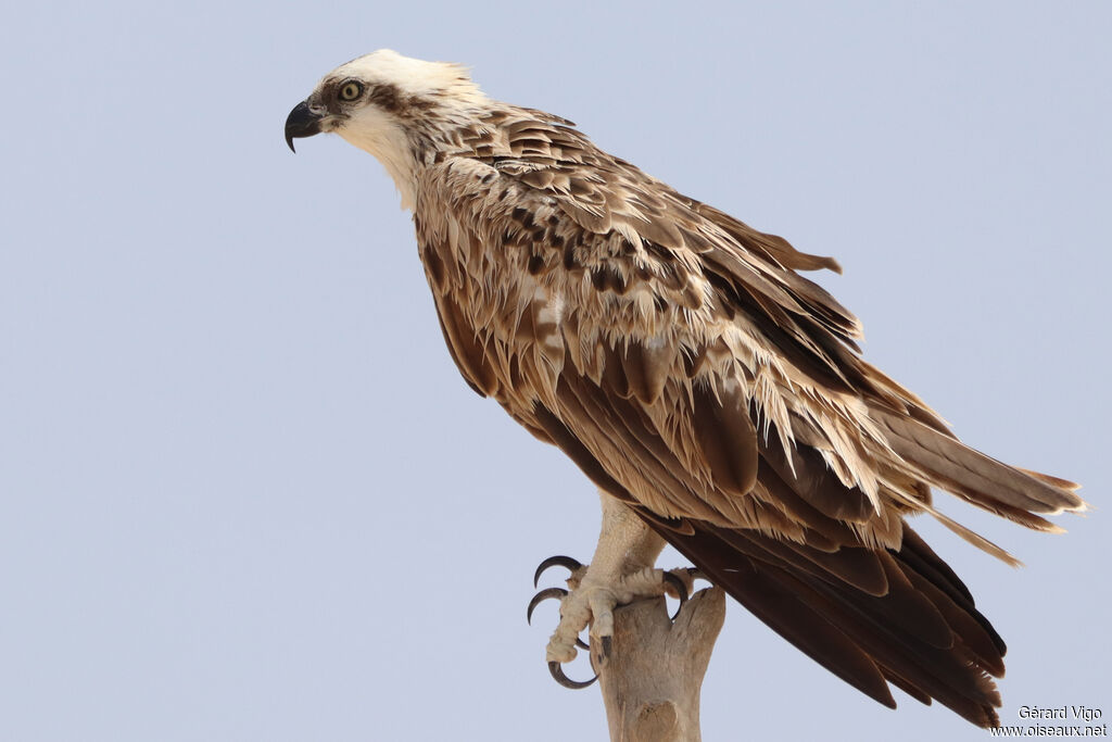 Ospreyadult