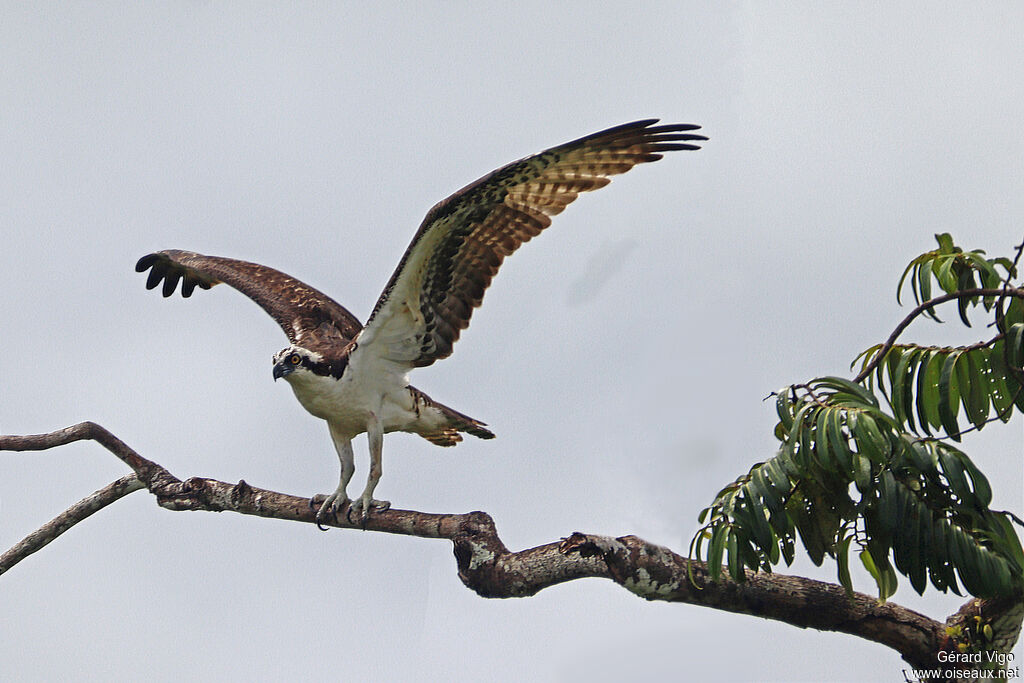 Ospreyadult