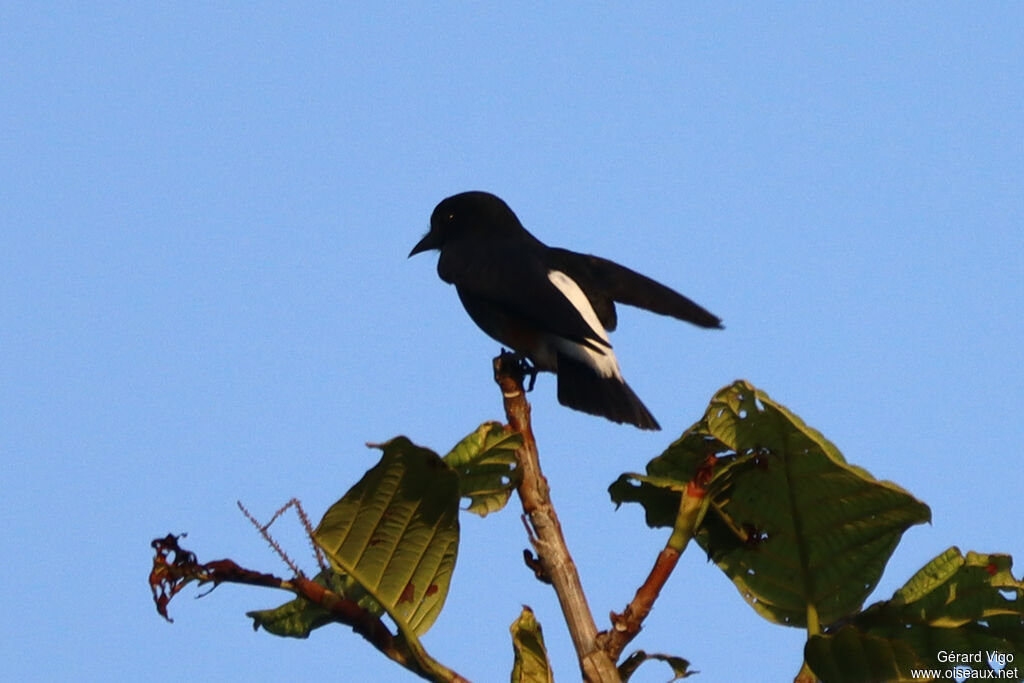 Swallow-winged Puffbirdadult