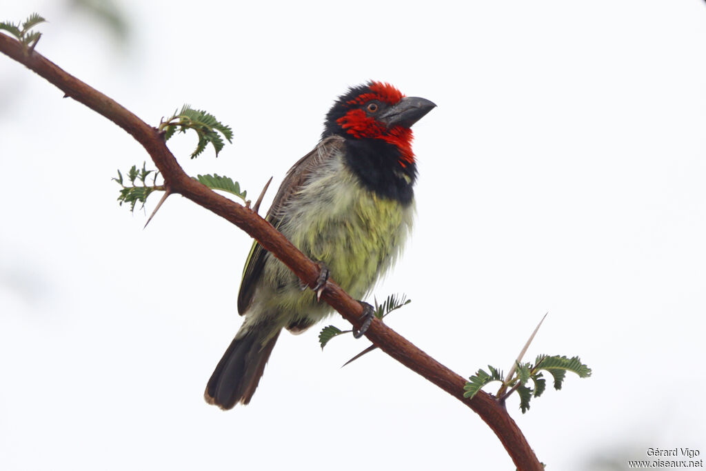 Barbican à collieradulte