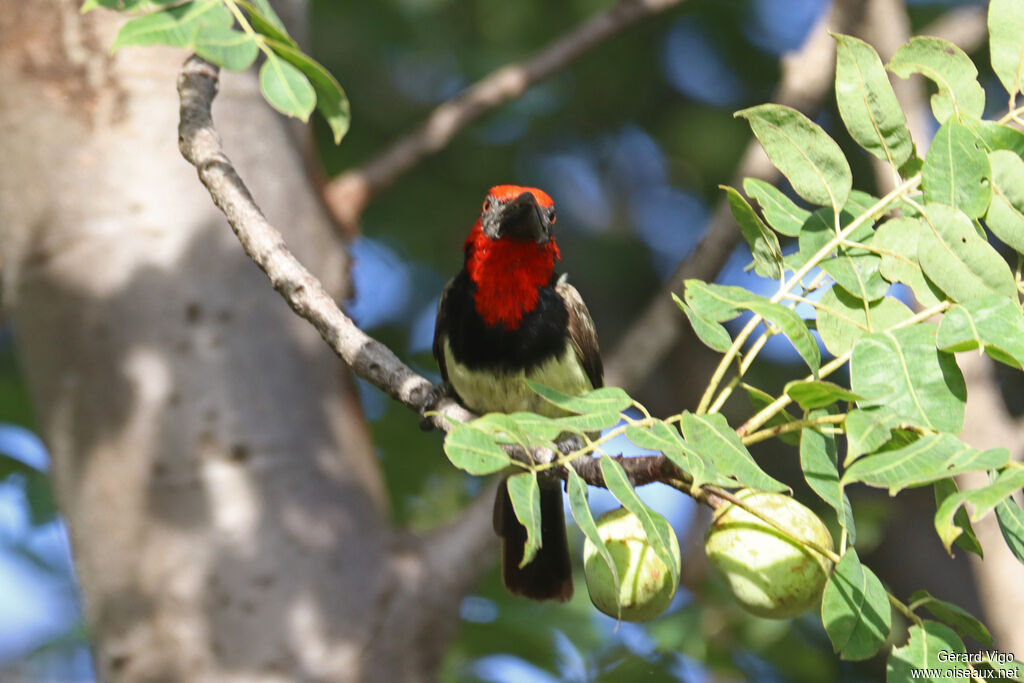 Barbican à collieradulte